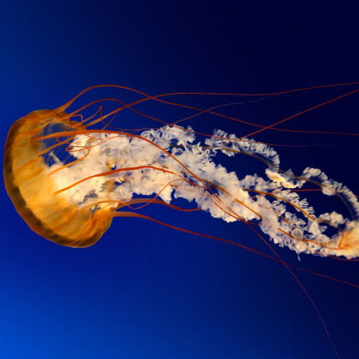 Светлана *****