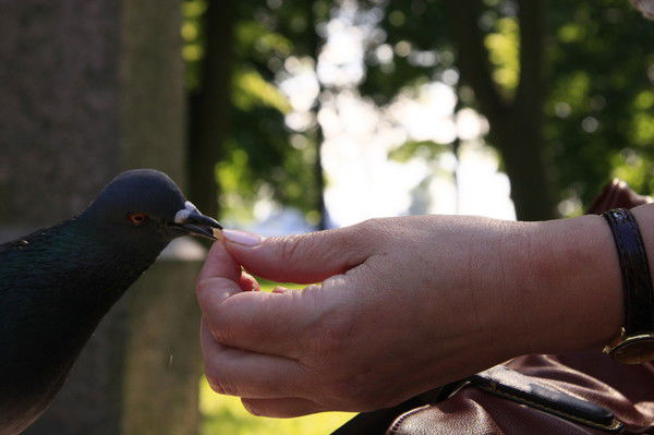 Лариса Чижевская