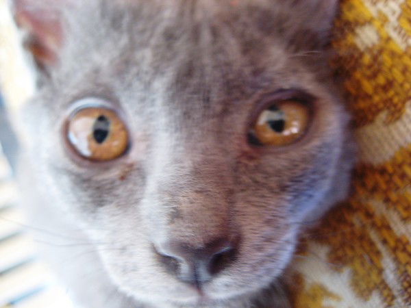 Александра Попова(Ефименко)