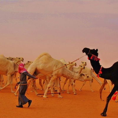 Сулейман Солтамурадов