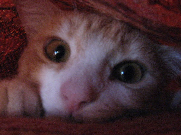 Сергей Александров