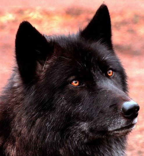 Иван Андреев