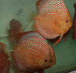 Максим Семененко