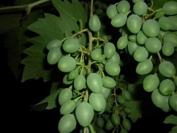 Сергей Сивцов