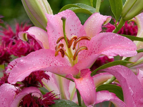 Елена Володина