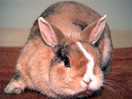 Заяц Александр