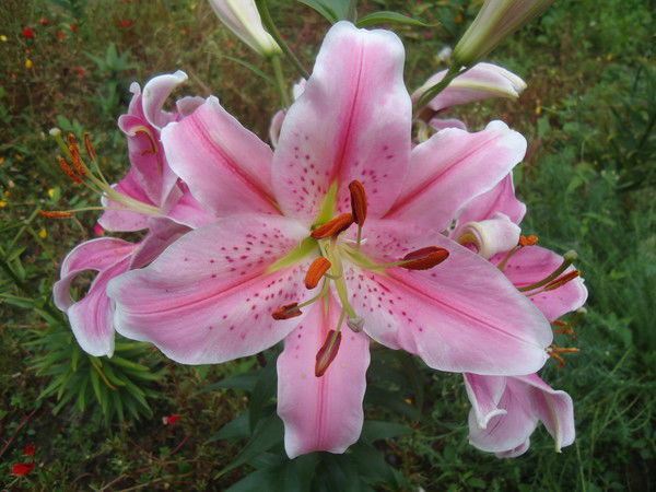 Farida Alisherova Alisherova