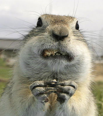 Василий Федоренко