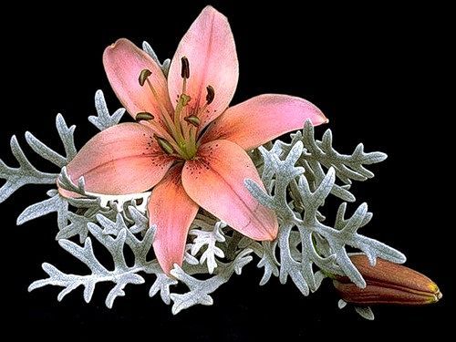 Марина Королёва