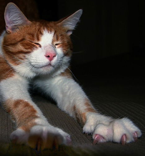 Александр Алексашка