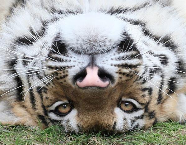 Елена Ломакина