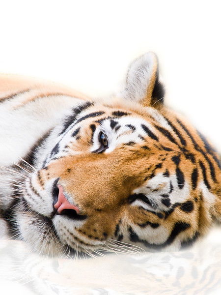 Анастасия Сафонкина