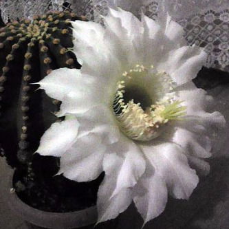 Юлия Нагожук