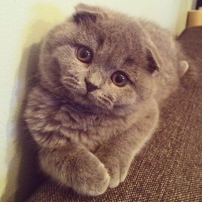 Александр Абрамов