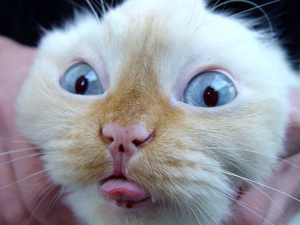 Евгений Освенский