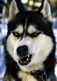 Виталий Кузьменко