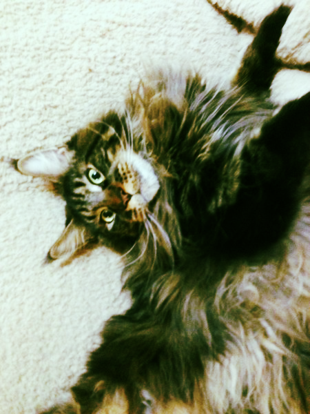 Инесса Молчанова