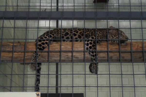 Ирина Тимофеева