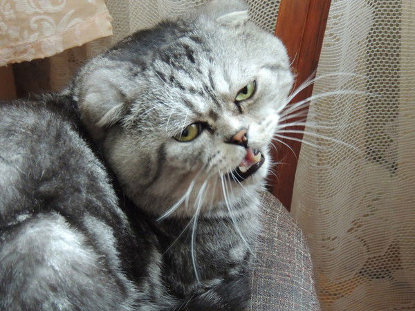 Михаил Маркитанов