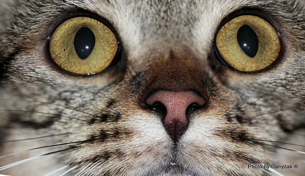 Юра Афанасьев