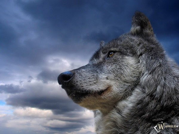 Велеяр Фомин