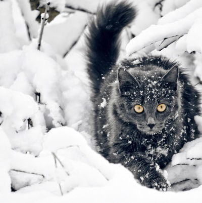 Максим Лукьянов