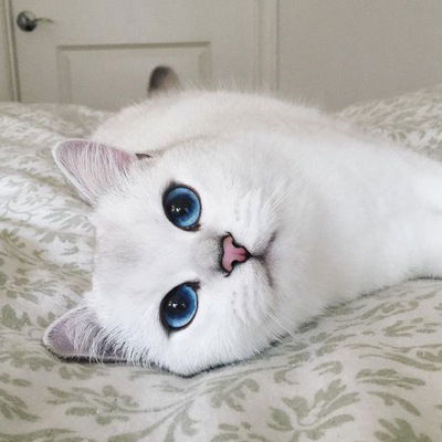 Ника Грищенко