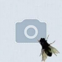 Дмитрий Федосеев