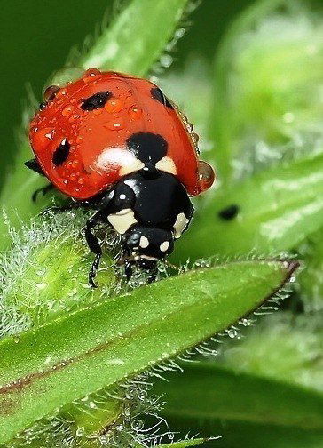Евгения Богданович