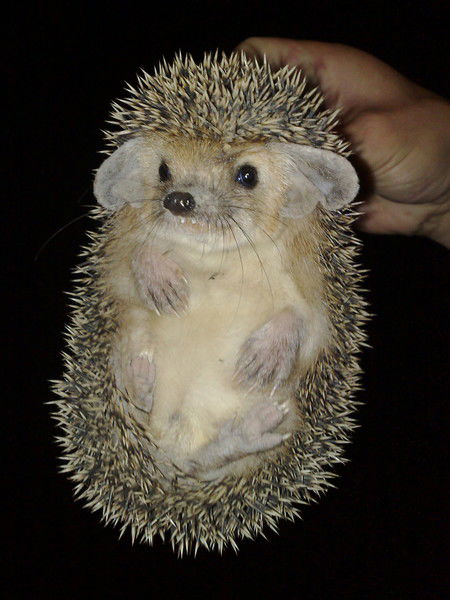 Николай Литвинов