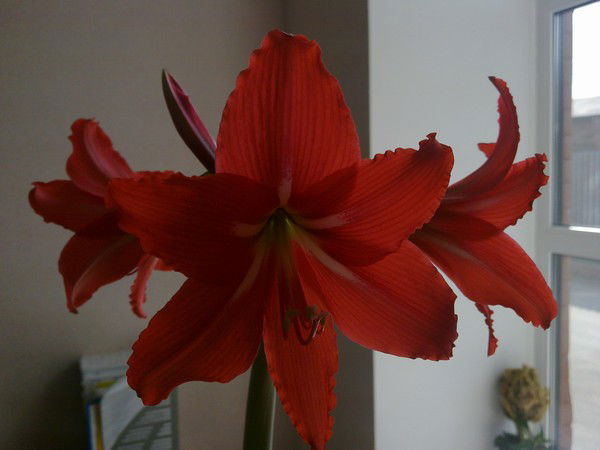 Людмила Чернышева