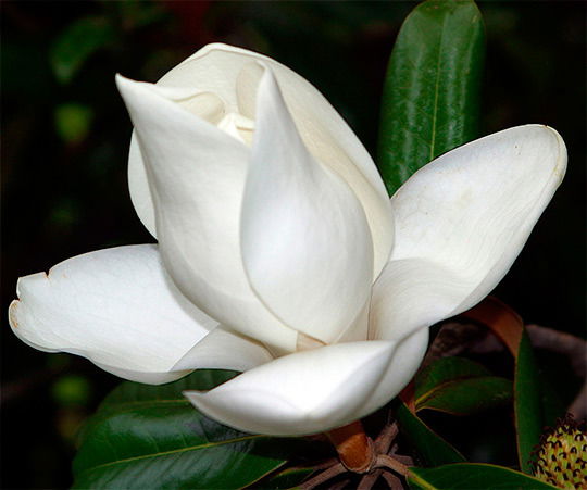 Лунара Алибекова