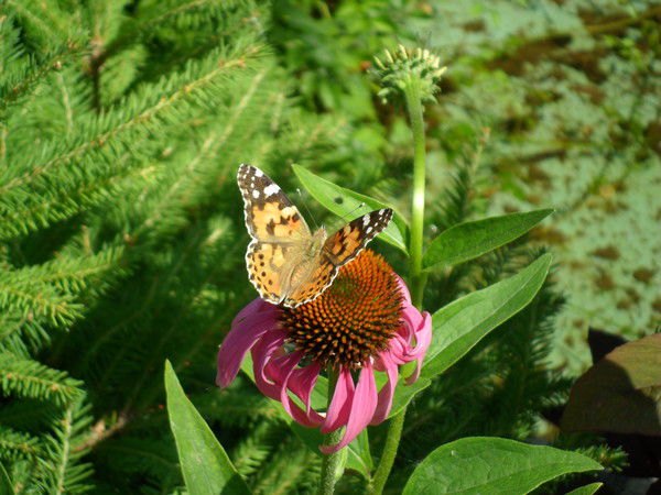 Наталия Михеева