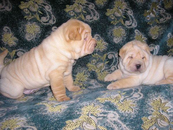 Алексей Еремин