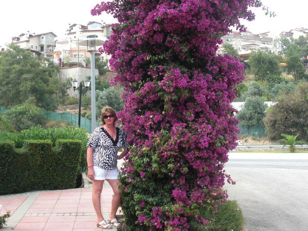 Елена Шефер