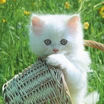 Наталья Повалихина