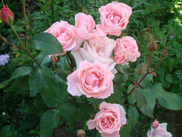 Жанна Лемешко