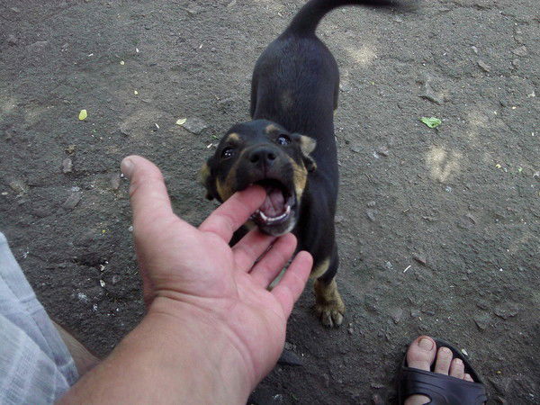 Виталий Рогачев