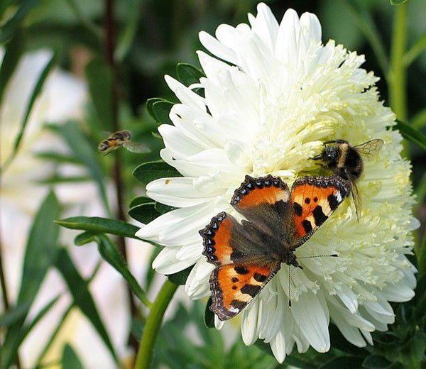 Светлана Грушева