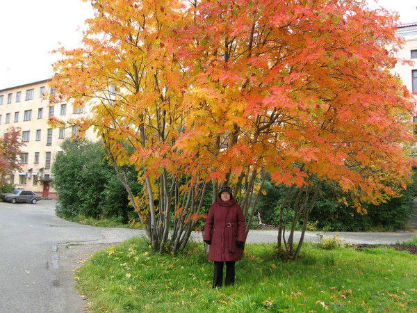 Вероника Малышева