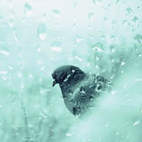 Роман Голубь