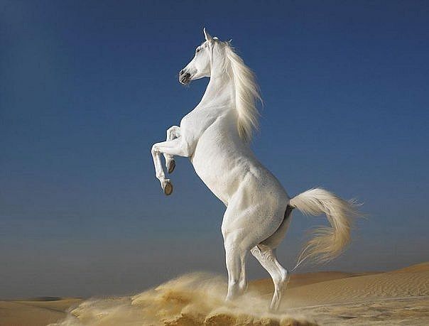 "артур" Григорян