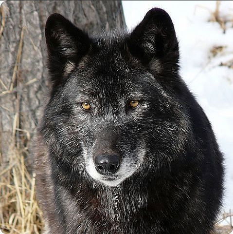 Только Твой Иванов