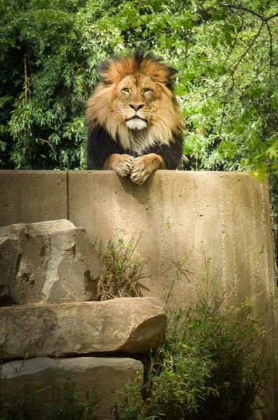 Александр Виноградов