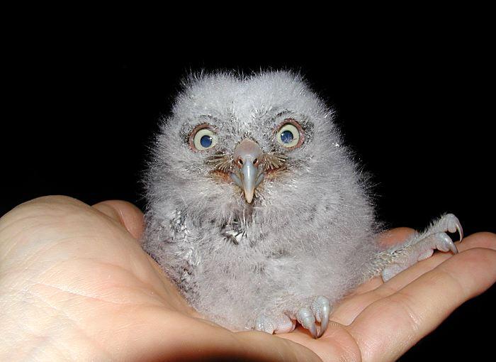 Ирина Ларионова