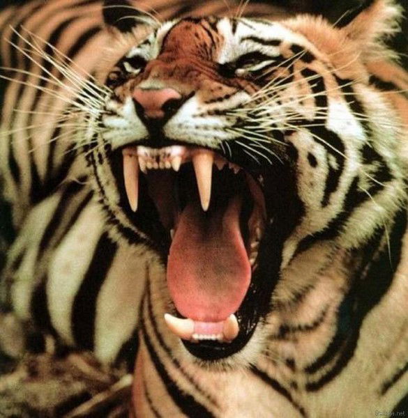 Василий Костеневич