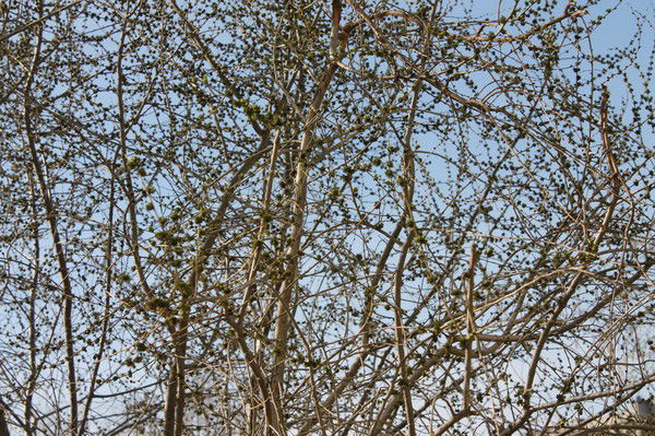 Наталья Фёдорова