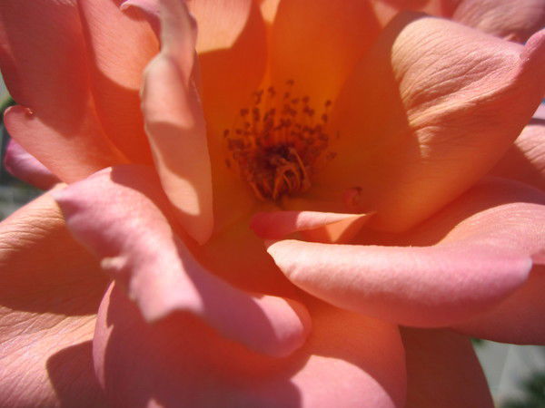 Альбина Александрова