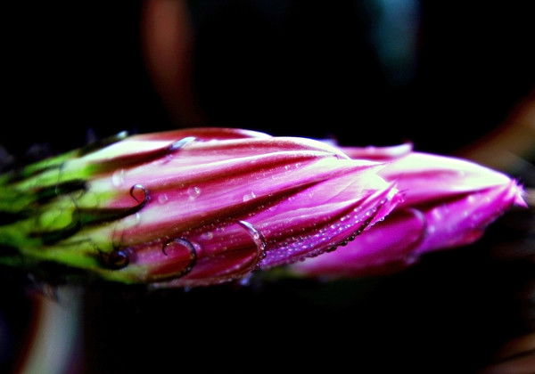 Анатолий Комаров