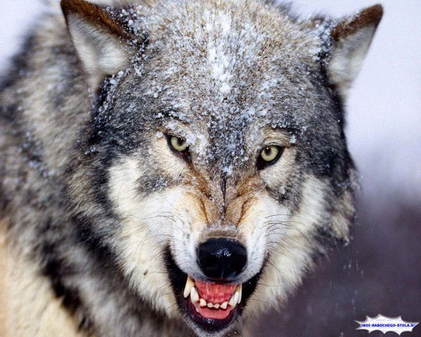 Наталья Гура